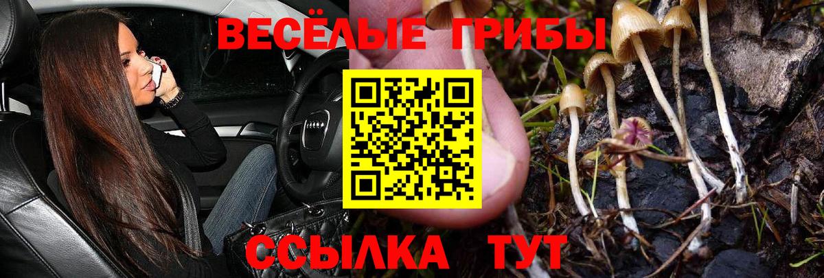 Камышлов  Галлюциногенные грибы GOLDEN TEACHER  Вход с VPN 